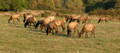 Elk herd on private property.  