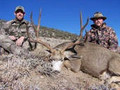 Colorado mule deer hunting.