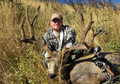 Archery mule deer trophy.