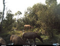 Elk herd at a water hole.