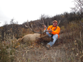 Bull elk on private land with cabin.