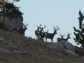 Bachelor heard of mule deer bucks.