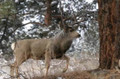 buck mule deer