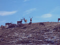 Mule deer herd.