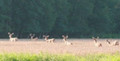 Bachelor heard  of whitetail bucks.