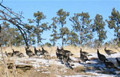 Typical group of turkey in Wyoming.