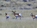 Nebraska does have antelope.