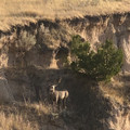 Hidden trophy mule deer in Nebraska.