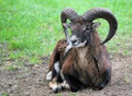 Texas Dahl, Black Hawaiian, Corsican, Mouflon, Red Sheep, Painted Ram hunts.
