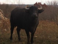 Asian water buffalo hunts.