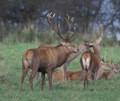 Red stag or red deer hunts.