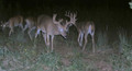 Lots of whitetail deer to choose from.