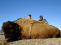 Hunting buffalo in South Dakota Black Hills