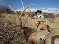 Elk in South Dakota