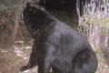Big fat black bear.