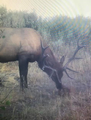 Elk eating private land grass.