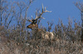 Typical bull elk