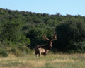 Hunt #5182 Semi-guided Elk/Deer Private Land