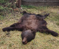 Black bear success early seasons.