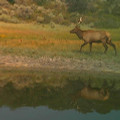Elk on pond on private land in Colorado.