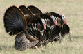 Tom turkey hunting