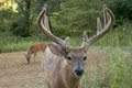Hunt private land whitetail in OK.