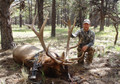 Downed 6x6 bull elk