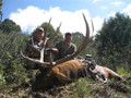 Elk range from small to big.