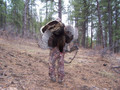 Hunt Merriam turkey in Colorado.