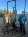 High success cow elk in WY