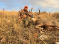 Hunting mule deer bucks in Wyoming.