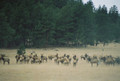 Elk herds in Wyoming.