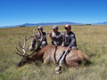 Trophy Colorado elk