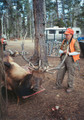 Nice bull elk