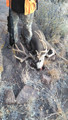 Hunt #5189 Semi-guided/DIY Mule Deer/Elk 1400 Ac Private & BLM