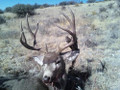 Typical trophy mule deer in CO