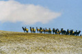 Elk on the hills of CO.
