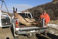 Really, is that the best picture you could take of you and your elk?