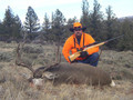 Guided drop camp mule deer hunt.