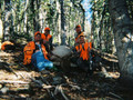 Elk in the aspen of CO.