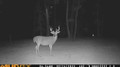 More game cam pics of whitetail bucks.