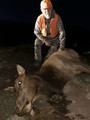 Colorado cow elk hunts