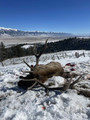 Private land elk hunt
