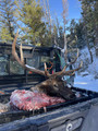 Elk hunts on private