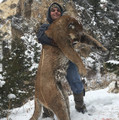 Cougar hunts.
