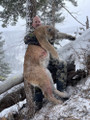 Hunt mountain lion in Montana