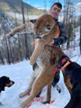 Montana guided mountain lion hunts.