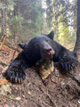 Montana trophy black bear.