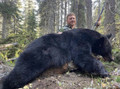Black bear hunts
