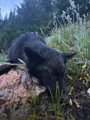 Idaho wolf hunting
